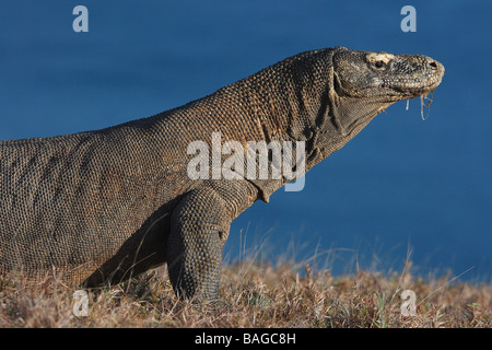 Dragon de Komodo (Varanus komodoensis) dans l'herbe Banque D'Images