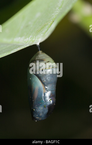 Chrysalide de papillon Monarque Danaus plexippus Île Peleliu Micronésie Palau Banque D'Images