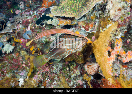 Poissons-trompette se cacher derrière le Mérou blanc bordée Auostomus chinensis Anyperodon leucogrammicus Palau Micronésie Dépôt Court Banque D'Images