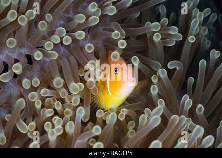 Poisson Clown Amphiprion perideraion rose Turtle Cove Micronésie Palau Banque D'Images