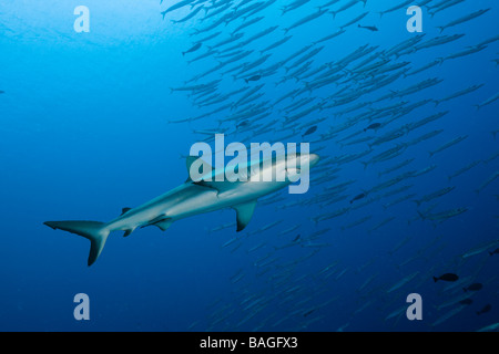 Requin gris de récif et les barracudas Carcharhinus amblyrhynchos Ulong Channel Micronésie Palau Banque D'Images