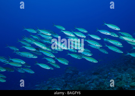 Banc de Fusilier Caesio caerulaurea bagué or Ulong Channel Micronésie Palau Banque D'Images