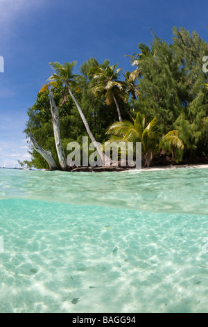 Lagon et la plage bordée de palmiers Micronésie Palau Banque D'Images