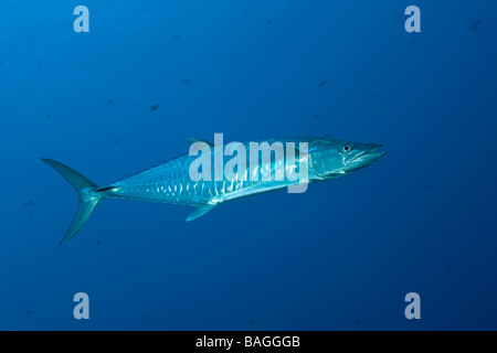 Wahoo Acanthocybium solandri coin bleu Micronésie Palau Banque D'Images