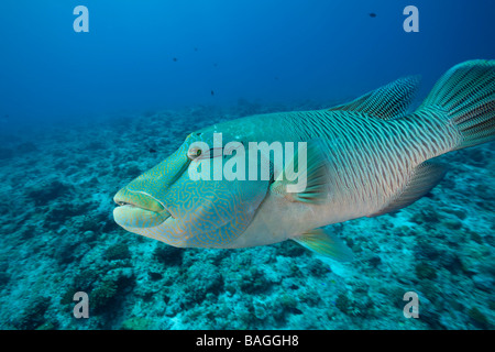 Rorqual à bosse Napoléon Cheilinus undulatus coin bleu Micronésie Palau Banque D'Images