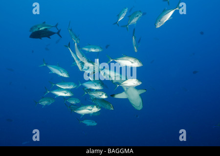 Pointe carangues requins gris de récif Carcharhinus amblyrhynchos coin bleu Micronésie Palau Banque D'Images