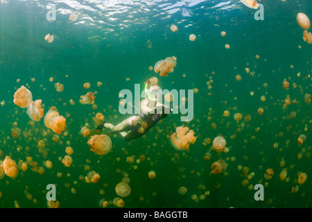 Nager avec des méduses Mastigias papua etpisonii inoffensifs Jellyfish lake Micronésie Palau Banque D'Images