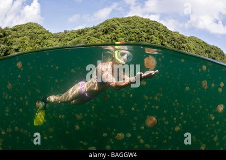 La plongée avec les méduses Mastigias papua etpisonii inoffensifs Jellyfish lake Micronésie Palau Banque D'Images