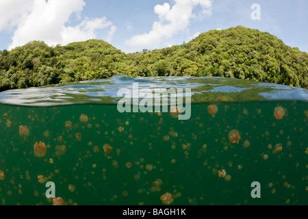 En méduses Mastigias papua etpisonii Marine Lake Jellyfish lake Micronésie Palau Banque D'Images