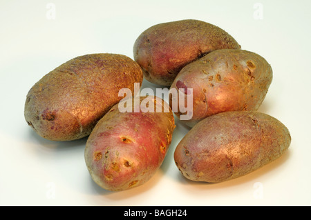 La pomme de terre (Solanum tuberosum), la variété : Highland Bourgogne rouge, studio photo Banque D'Images
