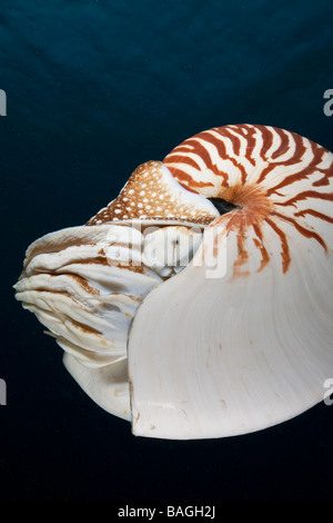 Chambré Nautilus Nautilus belauensis Micronésie Palau Banque D'Images