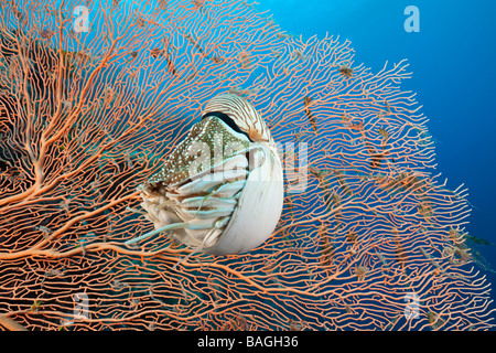Chambré Nautilus Nautilus belauensis Micronésie Palau Banque D'Images