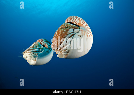 Paire Recloisonnées Nautilus Nautilus belauensis Micronésie Palau Banque D'Images