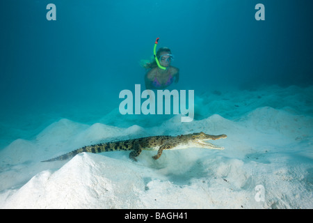 Skin Diver répond à Saltwater crocodile Crocodylus porosus Micronésie Palau Banque D'Images