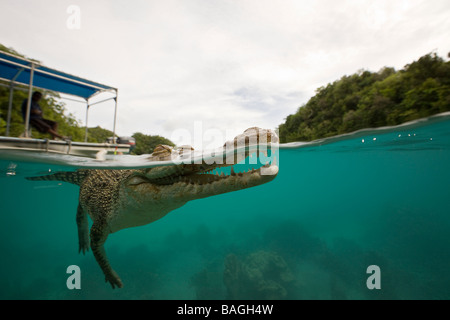 Saltwater crocodile Crocodylus porosus Micronésie Palau Banque D'Images