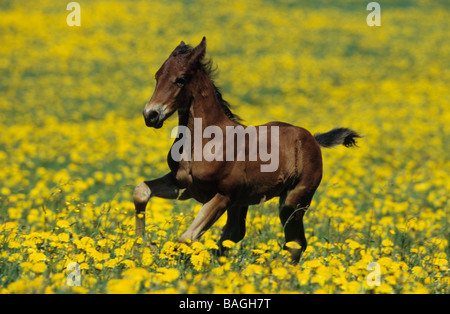 American Saddlebred (Equus caballus), poulain de galoper sur une prairie en fleurs Banque D'Images