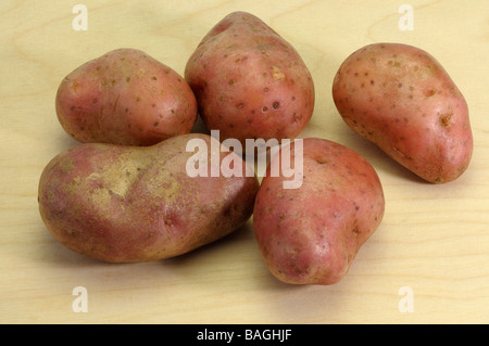 La pomme de terre (Solanum tuberosum), la variété : Cherie, studio photo Banque D'Images