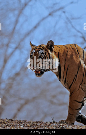 Tigre mâle dans l'habitat de feuillus sèches de la réserve de tigres de Ranthanbhore avec ciel bleu en arrière-plan Banque D'Images