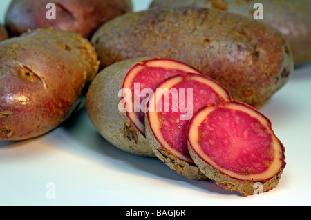 La pomme de terre (Solanum tuberosum), la variété : Highland Bourgogne rouge, studio photo Banque D'Images