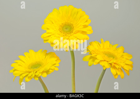 Barberton, Gerbera Daisy Daisy, Transvaal (Gerbera jamesonii), trois fleurs, studio photo Banque D'Images