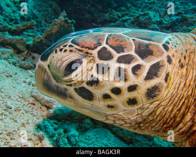 Close up of Green Turtle's Head Banque D'Images