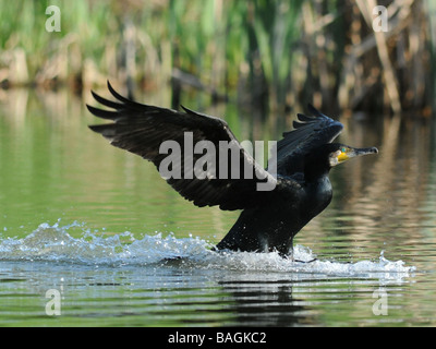 Un cormoran ou shag à venir dans à la terre, à la maison pour se percher. Banque D'Images