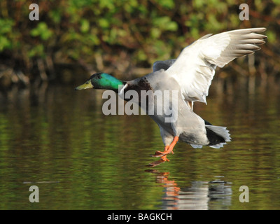 Un canard colvert mâle à venir à la terre, à la maison pour se percher. Banque D'Images