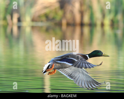 Un canard colvert mâle voler au-dessus de l'eau. Banque D'Images