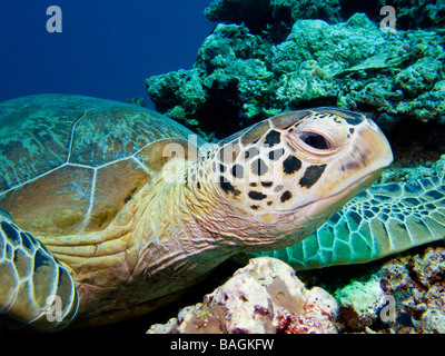 La tête de Tortue verte close up avec fond bleu et corail. Banque D'Images