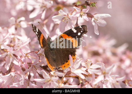 L'amiral rouge un papillon sur un cerisier pleureur entouré de fleurs rose Banque D'Images