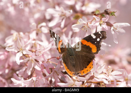 L'amiral rouge un papillon sur un cerisier pleureur entouré de fleurs rose Banque D'Images