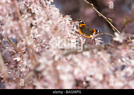 L'amiral rouge un papillon sur un cerisier pleureur entouré de fleurs rose Banque D'Images