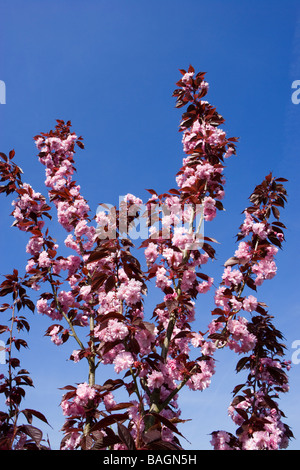 Flowering cherry, Prunus 'Royal Burgundy'. Jardin UK Banque D'Images