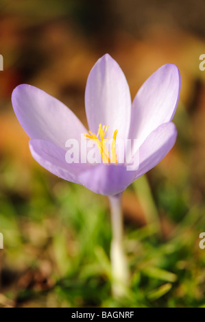 Crocus d'automne les fleurs dans un pâturage de montagne Pyrénées Aran Lleida Espagne Banque D'Images