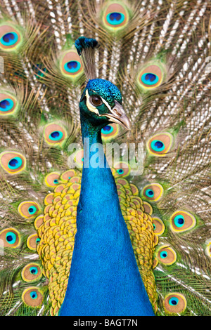 Portrait d'un Indien ou un paons paons bleus ( Pavo cristatus ) Banque D'Images