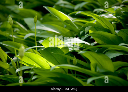 Batheaston BaNES England UK L'ail sauvage aka ramsons poussant dans un bois ombragé Banque D'Images