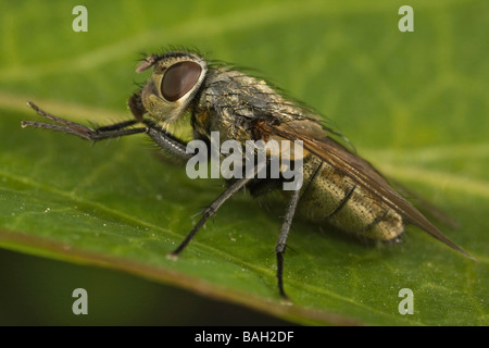 Pollenia rudis Cluster Fly - Banque D'Images