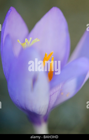 Crocus d'automne les fleurs dans un pâturage de montagne Pyrénées Aran Lleida Espagne Banque D'Images