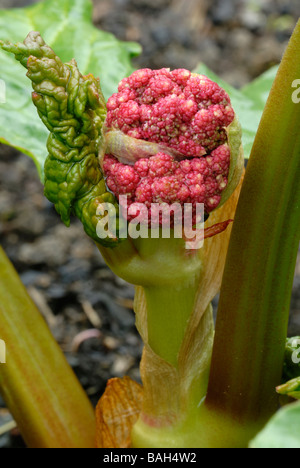 Rheum rhubarbarum, rhubarbe, 'Glaskins Perpetual' Fleur bourgeon. Banque D'Images