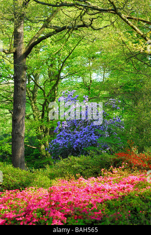 Anglais bois avec des rhododendrons et des azalées Banque D'Images