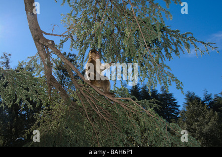 Barbary Macaque Macaca sylvanus grimper sur les arbres de la forêt de cèdres, le milieu de gamme Atlas Azrou Maroc Banque D'Images