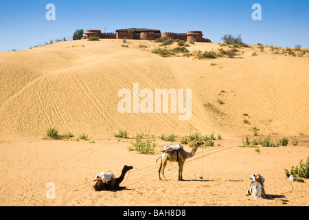 Des chameaux dans le désert de Thar, Osian Camel Camp sur colline, Osian, Rajasthan, Inde Banque D'Images