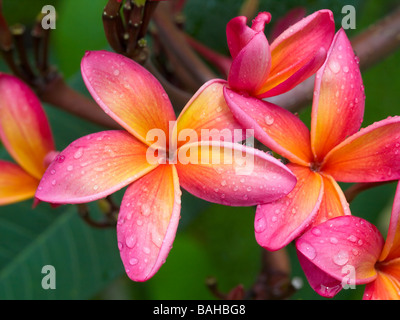 Goutte épousseté plumeria arc-en-ciel Banque D'Images