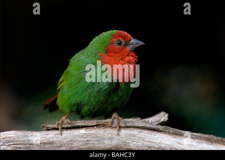 Perroquet à ventre rouge-finch 'Erythrura psittacea' Banque D'Images