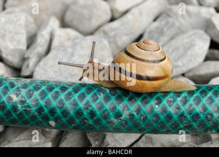 Escargot à bordure noire et bande Cepaea nemoralis rampant le long d'un jardin hospepe Wales, Royaume-Uni. Banque D'Images