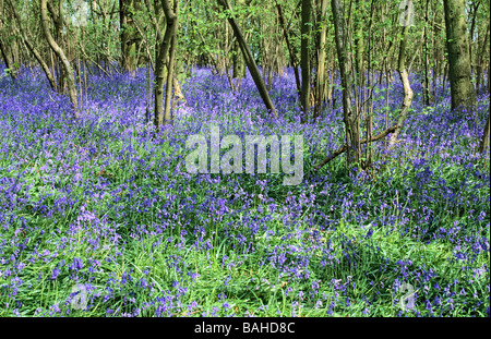 Le tapis de jacinthes d'un plancher bois anglais au printemps Banque D'Images