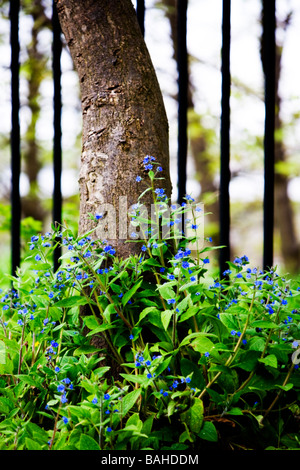 La base d'un tronc d'arbre indiqué en face de certaines rampes métalliques avec wild forget-me-nots croître autour de Banque D'Images