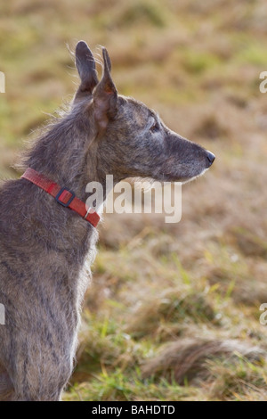 Brindle Lurcher dog portrait Banque D'Images