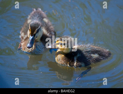 Deux canetons colvert (Anas platyrhynchos) nager sur un étang Banque D'Images