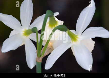 Amaryllidaceae Narcissus fleurs de printemps, crème pâle jonquille, Close up de 3 fleurs à l'opposé de l'appareil photo Banque D'Images